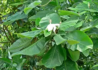 Description de l'image Magnolia dealbata 2.jpg.
