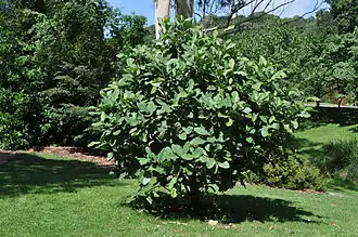 Description de l'image Magnolia delavayi 2012.jpg.
