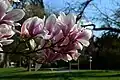 Magnolia en fleurs au Jardin botanique de Metz.