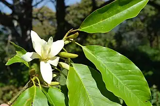 Description de l'image Magnolia nilagirica.JPG.