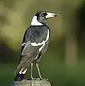 G. t. terraereginae
