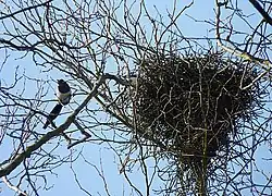 Photographie d'une pie à gauche de son nid, au sommet d'un arbre dépourvu de feuilles, vus en contre-plongée.