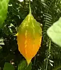 Momordica charantia ou margose.