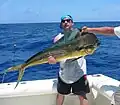 Coryphaena hippurus pris par pêche sportive