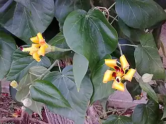 Description de l'image Mahoe flowers.jpg.