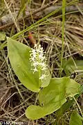 floraison
