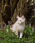 Jeune mâle red silver blotched tabby.