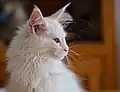 Chaton blanc, femelle, trois mois.
