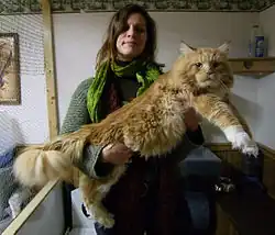 Maine Coon.