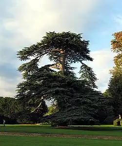 Arbre majestueux