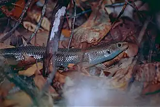 Description de l'image Major Skink (Egernia frerei) (9951680974).jpg.