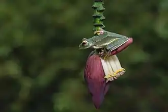 Grenouille volante de Malabar