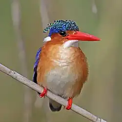 Martin-pêcheur huppé en Namibie.