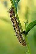 Chenille
