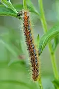 Chenille