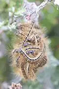 Malacosoma (Clisiocampa) castrense