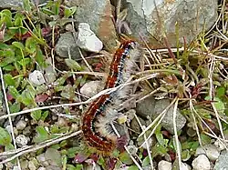 Chenille