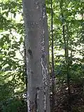 Maladie corticale du hêtre, vue générale du tronc