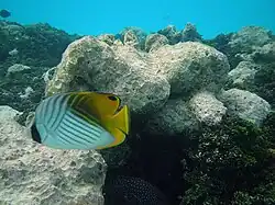 Un poisson-papillon cocher (Chaetodon auriga)