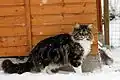 Maine coon blotched tabby et blanc