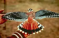 Crécerelle d'Amérique (Falco sparverius)