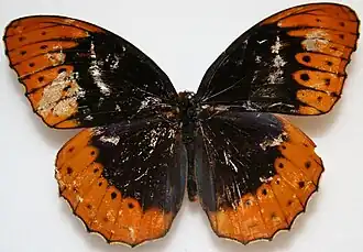 Speyeria diana