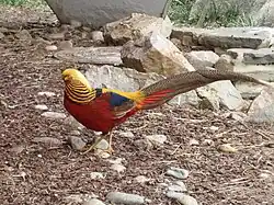 Chrysolophus pictus