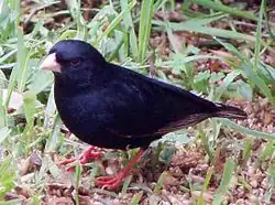 Combassou noir mâle.