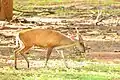 Cerf aboyeur Montiacus muntjac