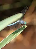 Mâle