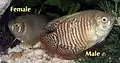 Gourami nain : femelle et mâle montrant le dimorphisme sexuel