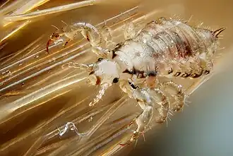 Pediculus humanus (Psocodea).