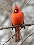 Cardinal rouge mâle à Central Park. Février 2022.