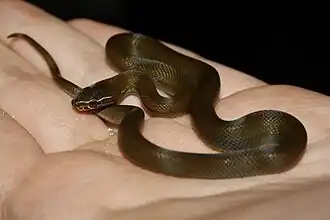Description de l'image Male olivaceus (6170205930).jpg.