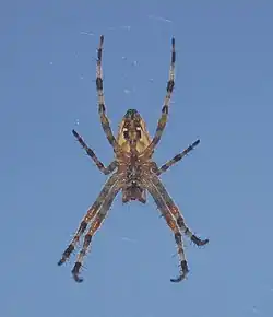 ♂
