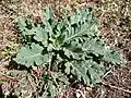 Rosette d'une plante sauvage