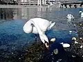 Cygne