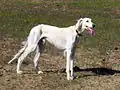 Le saluki Malik.