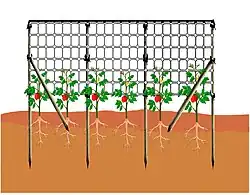 Détails de l’installation du filet de palissage avec des contre-bâtons