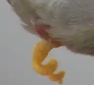 Pseudo-pénis d'un Canard colvert, et son éversion explosive[pas&nbsp;clair].