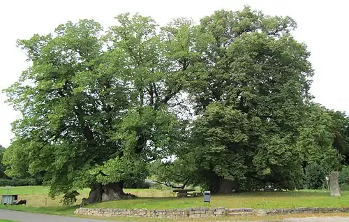 Vogtei