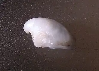 Malluvium otohimae