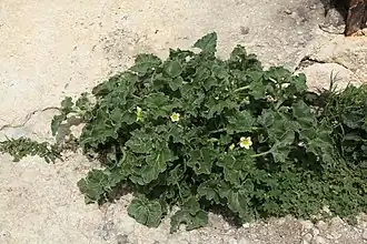 Plante rampante.