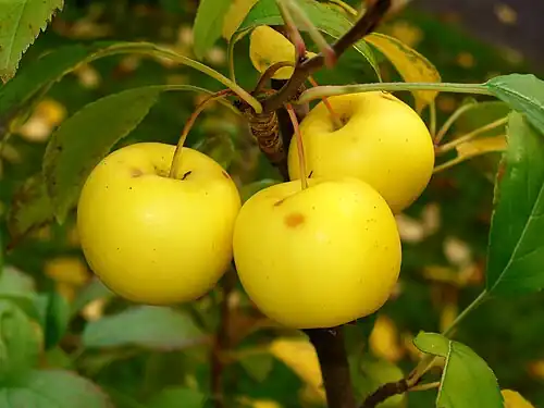 « Mange une de mes pommes aigrelettes et je te le dirai ! »(Fruits de pommier sauvage).