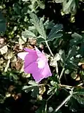Fleur et feuilles supérieures