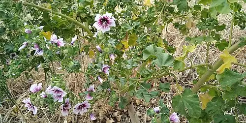 Branches en fleurs.