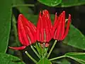 Fleurs de Pavonia ×gledhillii