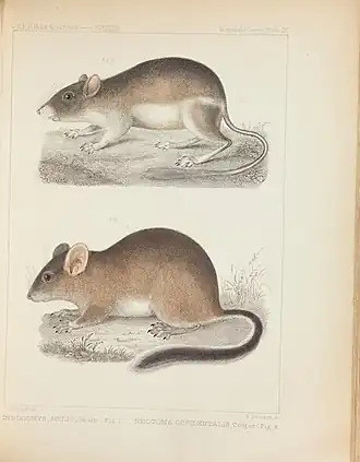 Description de l'image Mammals of North America; the description of species based chiefly on the collections in the Museum of the Smithsonian Institution (Plate IX) BHL43276722.jpg.