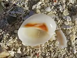 Un gastéropode du genre Mammilla, échoué sur la plage.