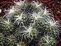 Mammillaria compressa, à Huntington Library Desert Botanical Garden